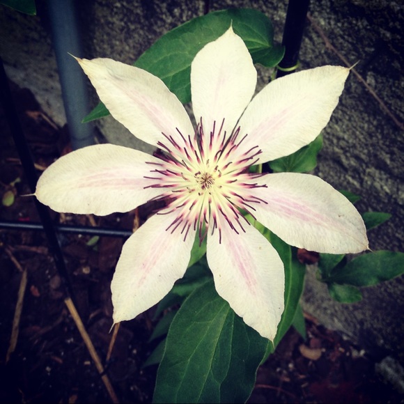 Meet your Posher, Janine - Picture 1 of 1